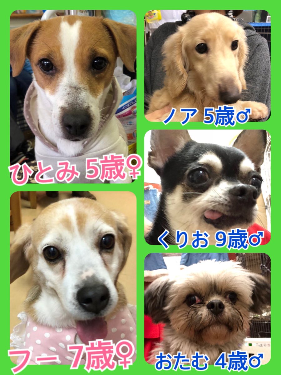 🐾今日の里親様募集中ワンコ🐶メンバーです🐾2019,3,20